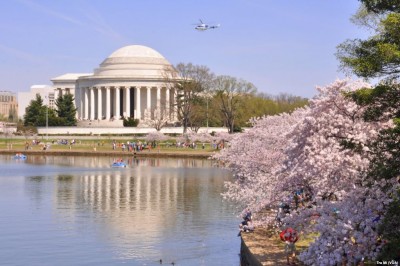 Ngắm hoa anh đào nở rộ tại thủ đô Washington - Mỹ