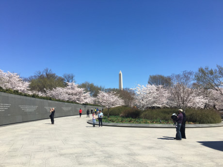 Những cánh hoa đào khoe sắc thắm phía trước một công trình ở Washington.