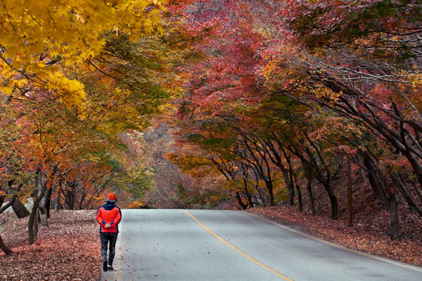 Lý do bạn nên đi du lịch Hàn Quốc mùa thu