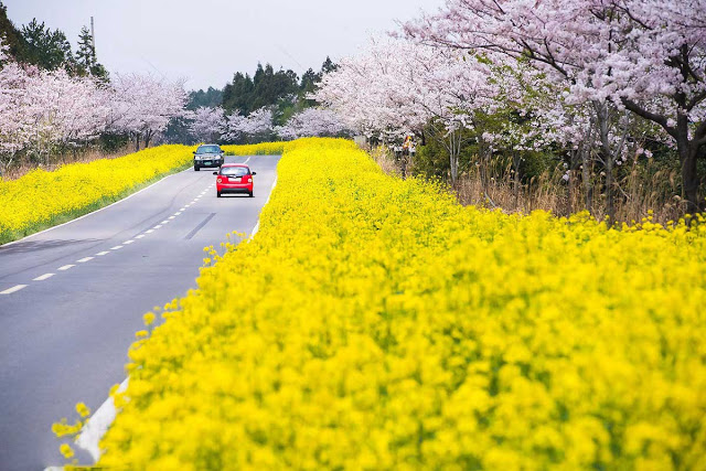 NGẮM HOA ANH ĐÀO HÀN QUỐC – JEJU – SEOUL – NAMI – EVERLAND 4